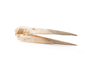 Image description is not available for 2011.19.1